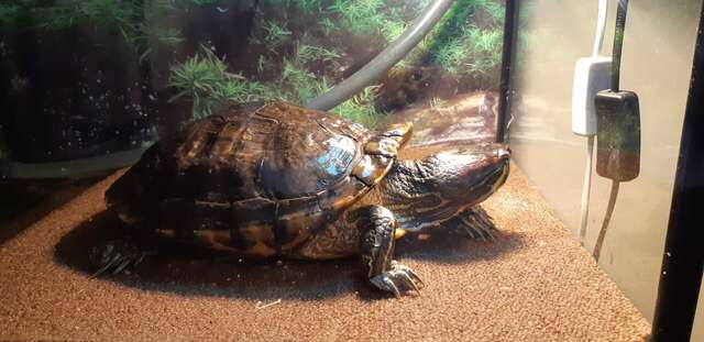 Гостиница Гранд Петергоф Петергоф-126