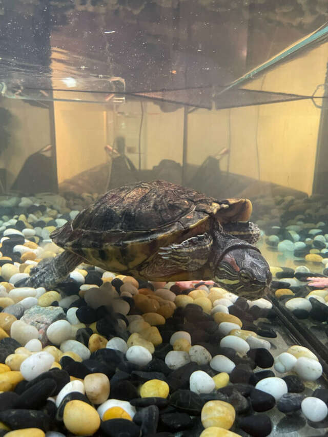 Гостиница Гранд Петергоф Петергоф-229